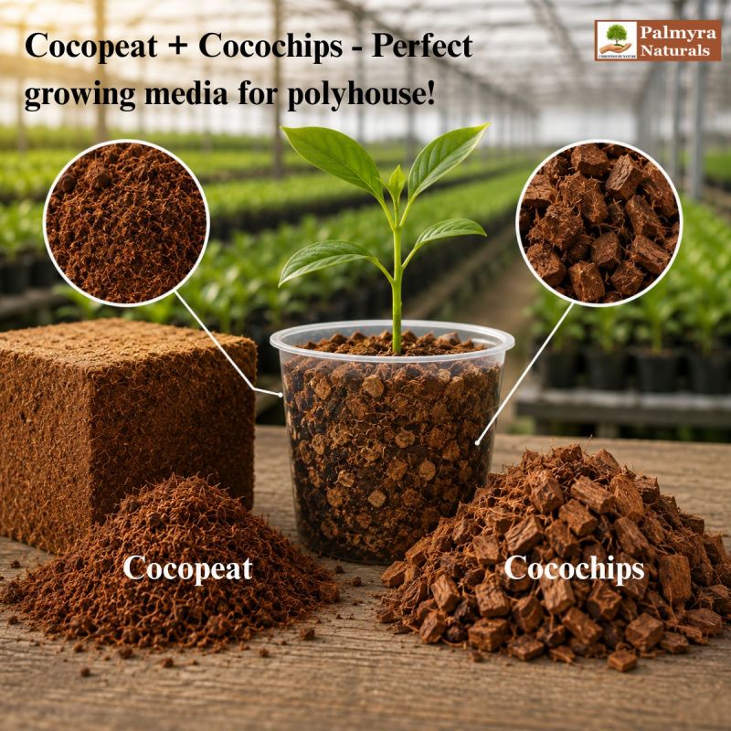 Palmyra Naturals cocopeat and cocochips — perfect growing media for polyhouse production